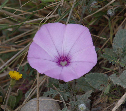 Bindweed Family - Photo (c) Jaume Piera, some rights reserved (CC BY-NC)