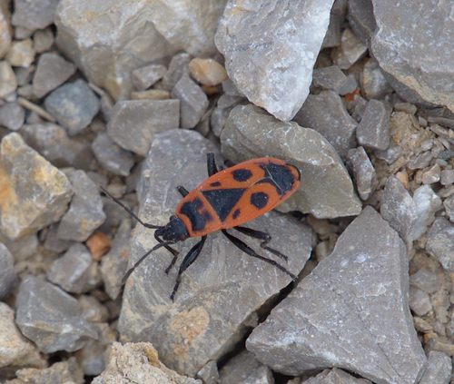 European Firebug - Photo (c) Jaume Piera, some rights reserved (CC BY-NC)