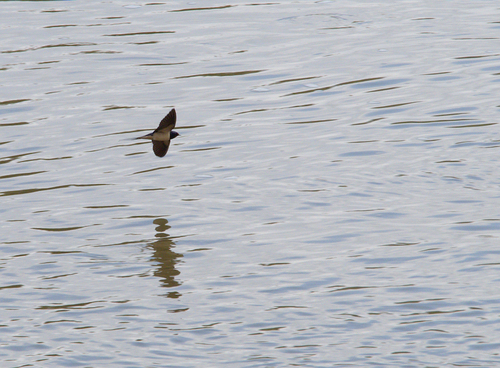 Hirundo rustica - Photo (c) Jaume Piera, some rights reserved (CC BY-NC)