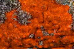 Red Encrusting Sponge - Photo (c) xavi salvador costa, some rights reserved (CC BY-NC)