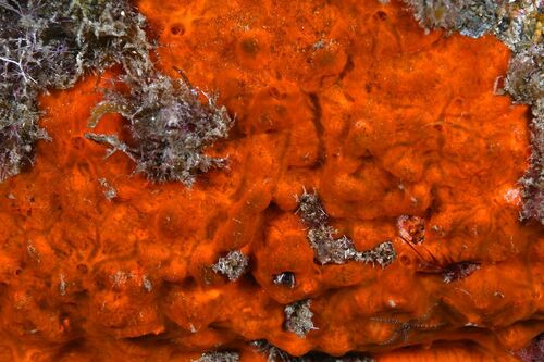 Red Encrusting Sponge - Photo (c) xavi salvador costa, some rights reserved (CC BY-NC)