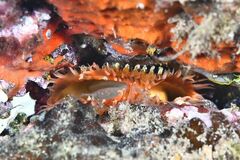 Leopard Slug - Photo (c) xavi salvador costa, some rights reserved (CC BY-NC)