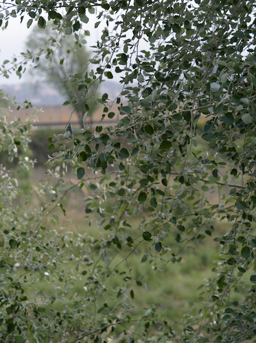 White Poplar - Photo (c) Jaume Piera, some rights reserved (CC BY-NC)