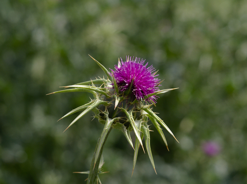 Milk Thistle - Photo (c) Jaume Piera, some rights reserved (CC BY-NC)