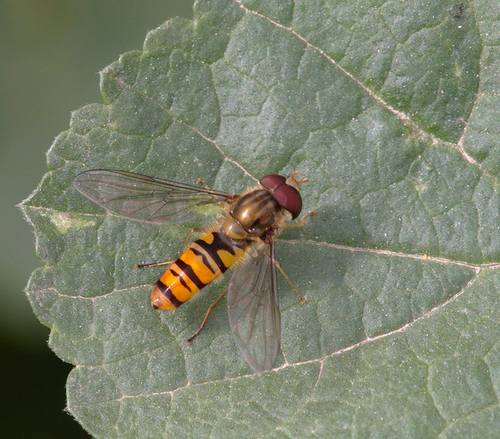 Syrphidae - Photo (c) Jaume Piera, some rights reserved (CC BY-NC)