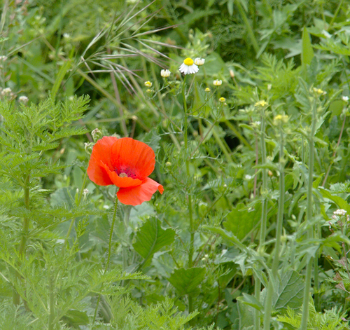 Poppies - Photo (c) Jaume Piera, some rights reserved (CC BY-NC)