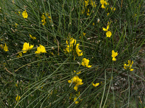 Spanish Broom - Photo (c) Jaume Piera, some rights reserved (CC BY-NC)