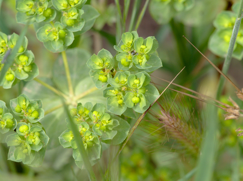 Euphorbia - Photo (c) Jaume Piera, some rights reserved (CC BY-NC)