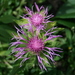 Centaurea uniflora - Photo (c) Jean-Pol GRANDMONT, some rights reserved (CC BY-SA)