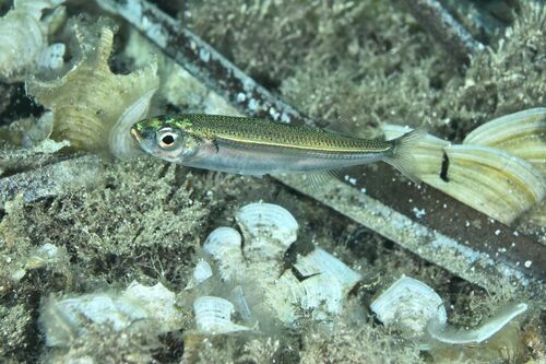 Big-scale Sand Smelt - Photo (c) xavi salvador costa, some rights reserved (CC BY-NC)