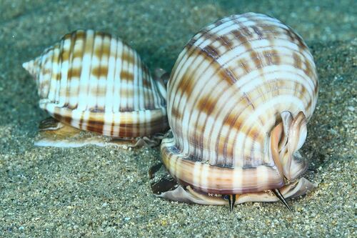 Tonnoid Snails (Superfamily Tonnoidea) · MINKA