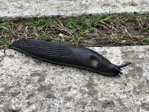 Arion Slugs - Photo (c) oriol_d, all rights reserved