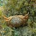 Jaguar Round Crab - Photo (c) Manel Ortega, some rights reserved (CC BY), uploaded by Manel Ortega