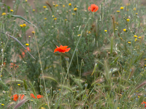 Papaver rhoeas - Photo (c) Jaume Piera, some rights reserved (CC BY-NC)