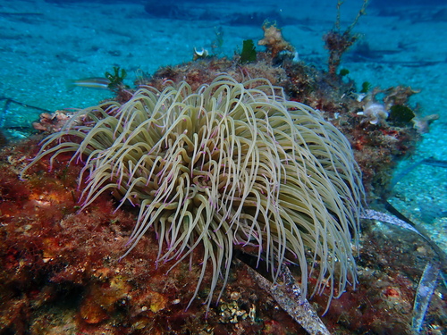 Snakelocks Anemone - Photo (c) Edu, some rights reserved (CC BY-NC-SA), uploaded by Edu Alcaniz