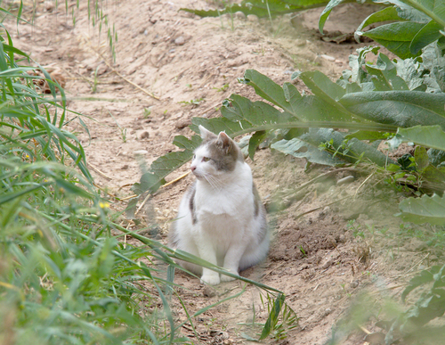 Felis silvestris catus - Photo (c) Jaume Piera, some rights reserved (CC BY-NC)
