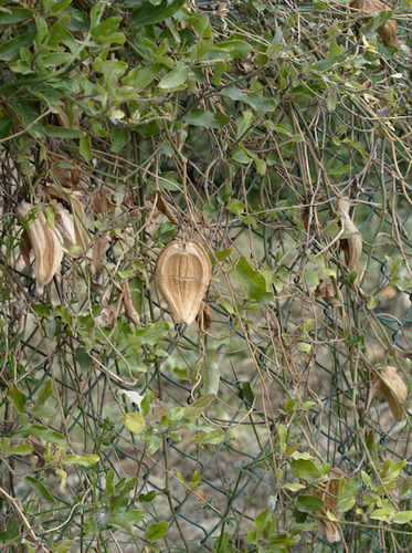 Moth Vine - Photo (c) Jaume Piera, some rights reserved (CC BY-NC)