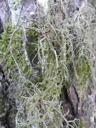 Bristly Beard Lichen - Photo (c) piripip, some rights reserved (CC BY-NC)