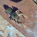 Pontastacus leptodactylus - Photo (c) Yuliia Kutsokon, some rights reserved (CC BY), uploaded by Yuliia Kutsokon