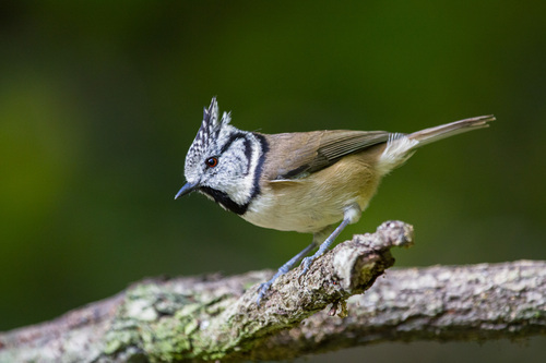 European Crested Tit - Photo (c) Bernat Garrigós, some rights reserved (CC BY-NC)