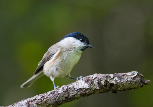 Marsh Tit - Photo (c) Bernat Garrigós, some rights reserved (CC BY-NC)