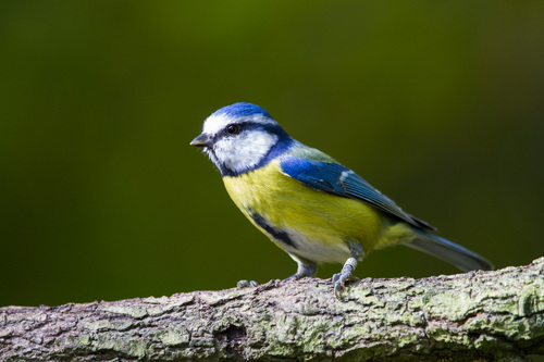 Eurasian Blue Tit - Photo (c) Bernat Garrigós, some rights reserved (CC BY-NC)