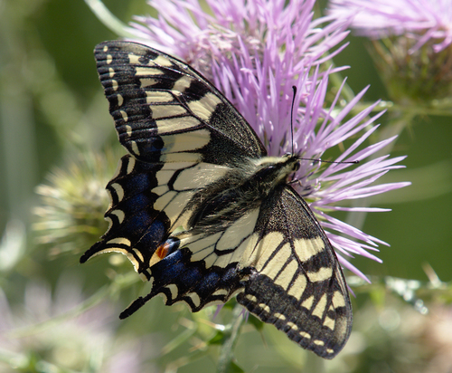 Papilio machaon - Photo (c) Jaume Piera, some rights reserved (CC BY-NC)