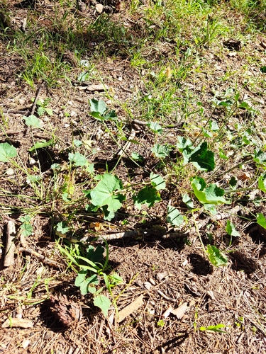 Cheeseweed Mallow - Photo (c) kwnmia, some rights reserved (CC BY-NC)
