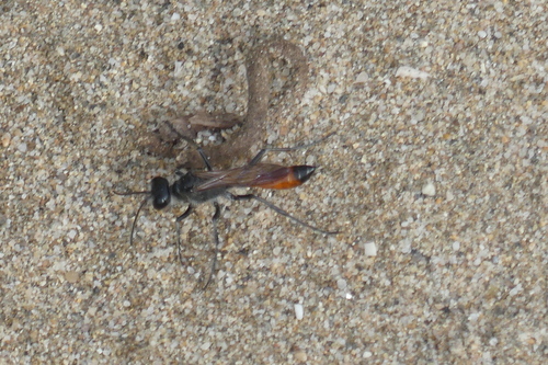 Cutworm Wasps - Photo (c) mediambient_ajelprat, some rights reserved (CC BY-NC)