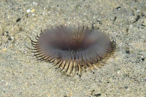 Sand Fan Worm - Photo (c) minkatutor, some rights reserved (CC BY-NC), uploaded by anonimousminkacontributor