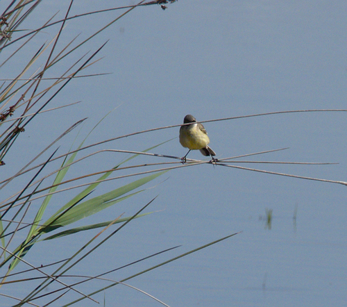 Wagtails - Photo (c) Jaume Piera, some rights reserved (CC BY-NC)