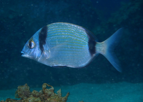 Two-banded Sea Bream - Photo (c) oriol_d, all rights reserved