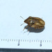 Eurygaster testudinaria - Photo (c) viktor_parkhomenko, some rights reserved (CC BY)