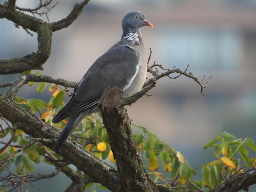 Common Wood-Pigeon - Photo (c) Vicenç Roig Vidal, some rights reserved (CC BY-NC)