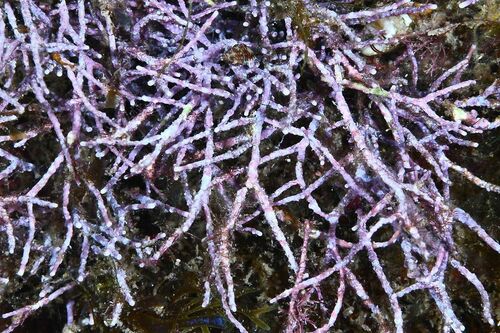 Sturdy Needleweed - Photo (c) xavi salvador costa, some rights reserved (CC BY-NC)