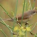 Curruca iberiae - Photo (c) Vicenç Roig Vidal, some rights reserved (CC BY-NC), uploaded by Vicenç Roig Vidal