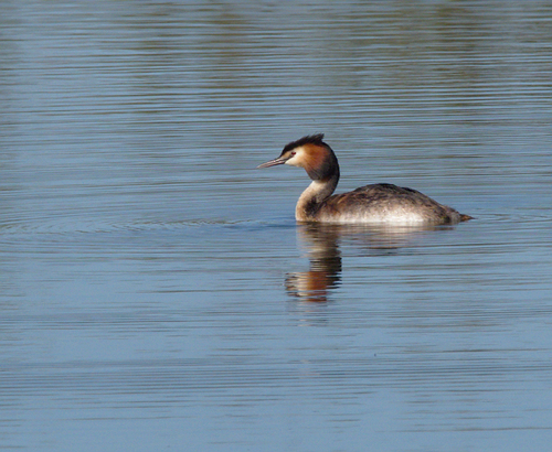 Podiceps cristatus - Photo (c) Jaume Piera, some rights reserved (CC BY-NC)
