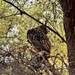 Great Horned Owl - Photo (c) estibaliz_redondo, some rights reserved (CC BY)