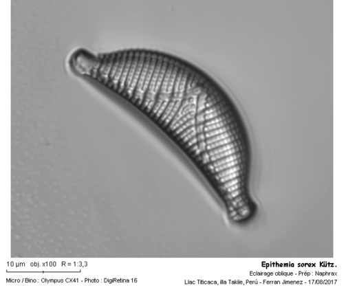 Epithemia sorex · MINKA