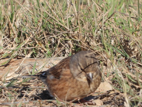 Brown Linnet - Photo (c) Vicenç Roig Vidal, some rights reserved (CC BY-NC)