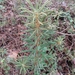 Ledum palustre - Photo (c) ykvach, some rights reserved (CC BY)