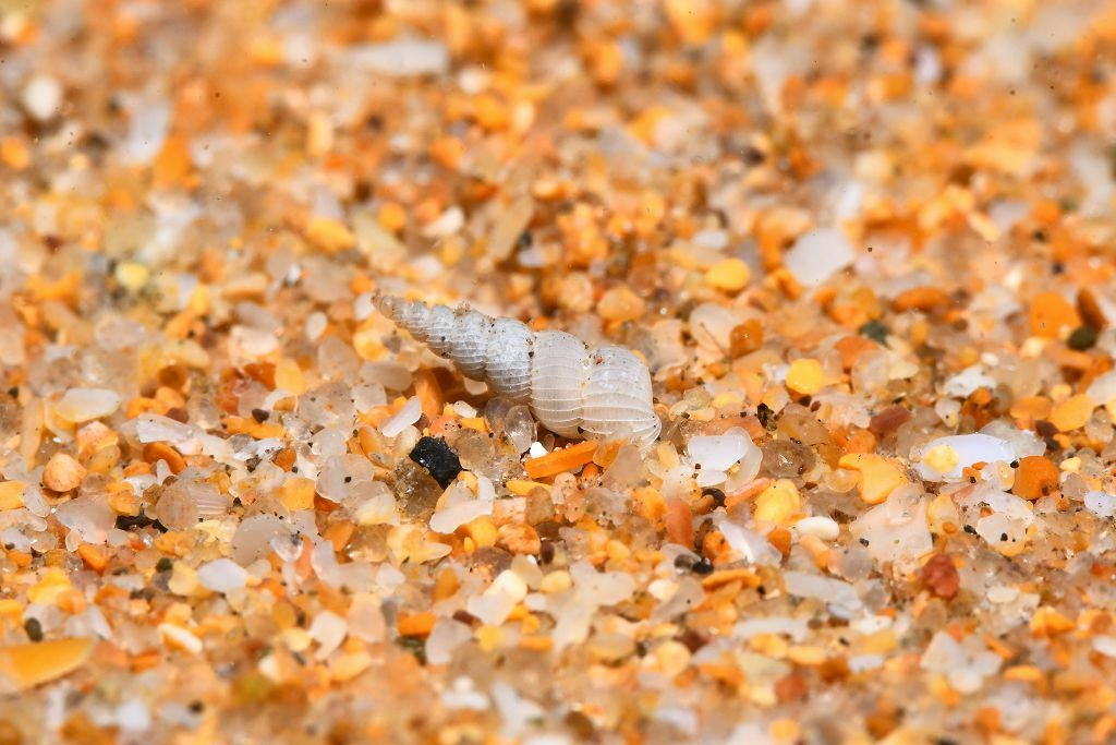 Epitonium pulchellum - Photo (c) xavi salvador costa, some rights reserved (CC BY-NC)