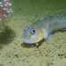 Lesueurigobius friesii - Photo (c) bergylta, some rights reserved (CC BY)
