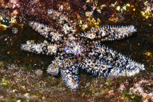 White Sea Star - Photo (c) xavi salvador costa, some rights reserved (CC BY-NC)