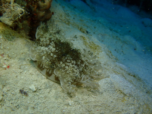 Mangrove Upsidedown Jelly - Photo (c) Edu, some rights reserved (CC BY-NC-SA), uploaded by Edu Alcaniz