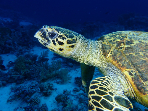 Hawksbill Sea Turtle - Photo (c) Edu, some rights reserved (CC BY-NC-SA), uploaded by Edu Alcaniz