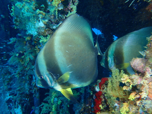 Round Batfish - Photo (c) Edu, some rights reserved (CC BY-NC-SA), uploaded by Edu Alcaniz