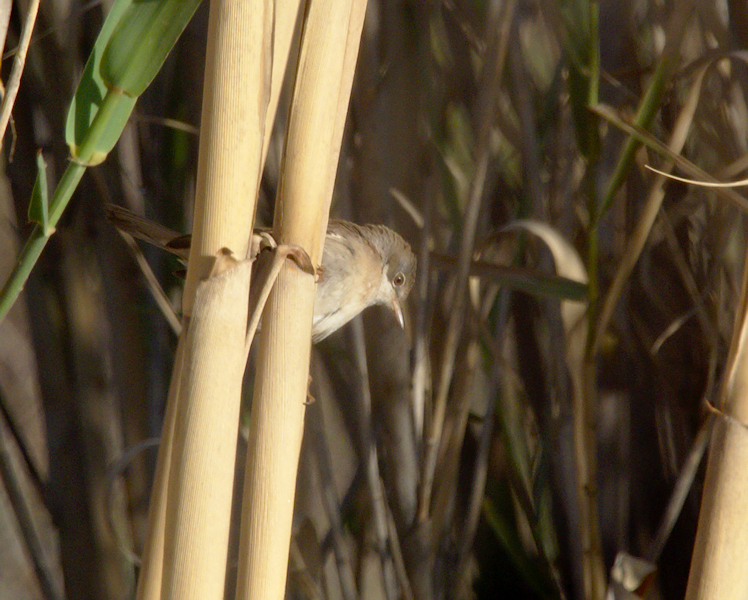 Western Subalpine Warbler - Photo (c) Jaume Piera, some rights reserved (CC BY-NC)