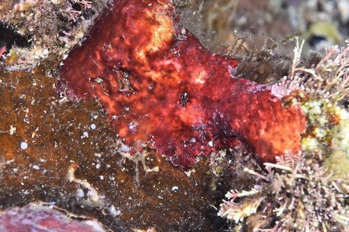Encrusting Red Algae - Photo (c) xavi salvador costa, some rights reserved (CC BY-NC)