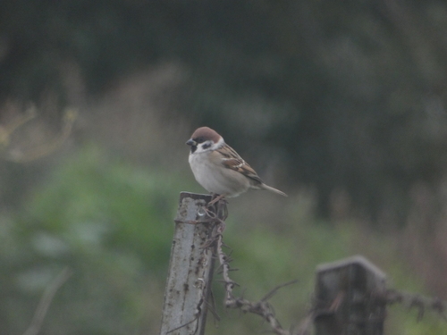 Eurasian Tree Sparrow - Photo (c) mediambient_ajelprat, some rights reserved (CC BY-NC)